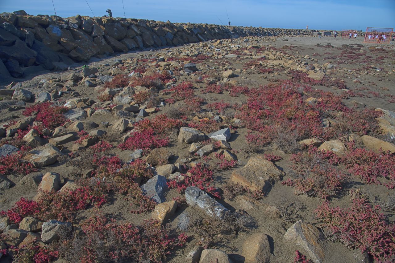 La salicornia e il salicornieto: scrigni di biodiversit allIdroscalo di Ostia